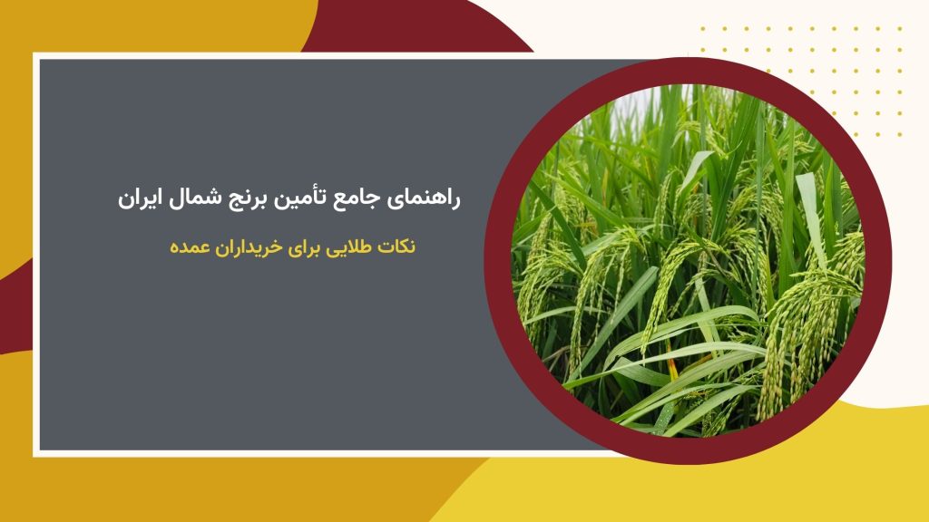 راهنمای جامع تأمین برنج شمال ایران | انواع، ویژگی‌ها و نکات خرید عمده